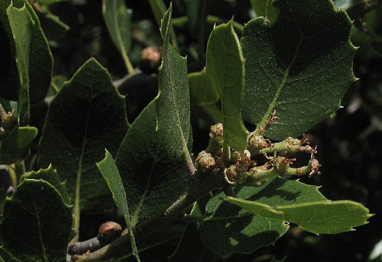 Detailed Picture 4 of Quercus wislizeni