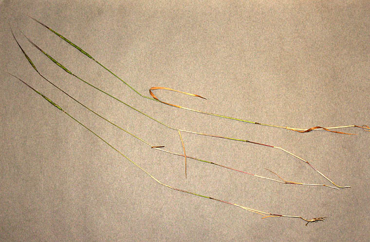 Detailed Picture 5 of Aegilops cylindrica