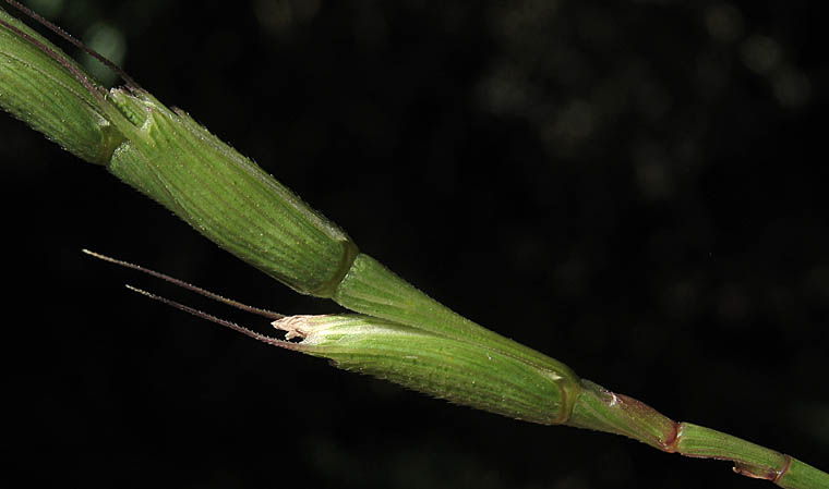 Detailed Picture 3 of Aegilops cylindrica