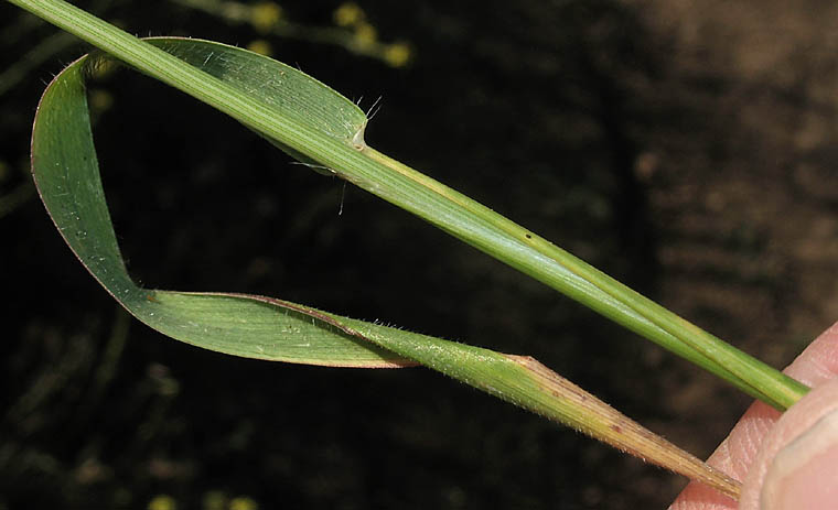 Detailed Picture 6 of Aegilops cylindrica