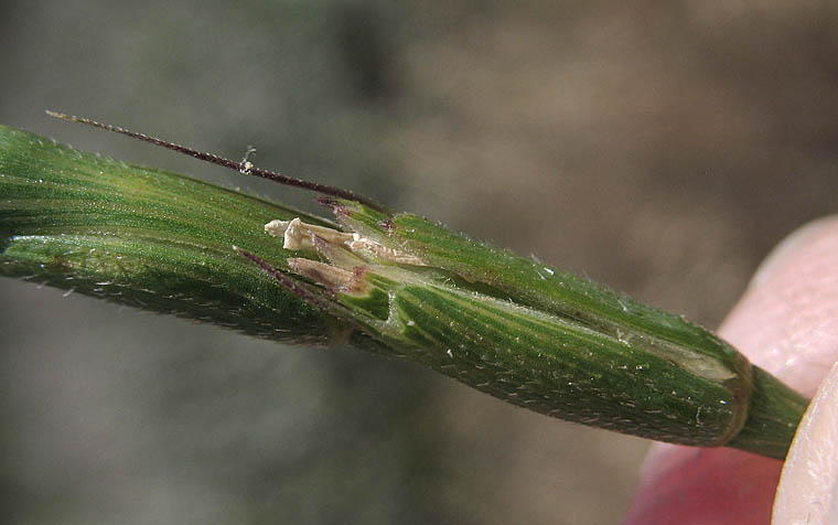Detailed Picture 2 of Aegilops cylindrica