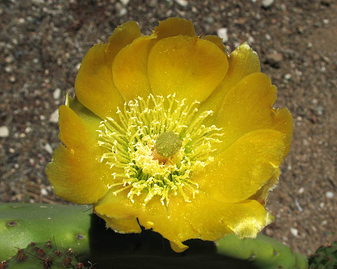 Detailed Picture 1 of Opuntia ficus-indica