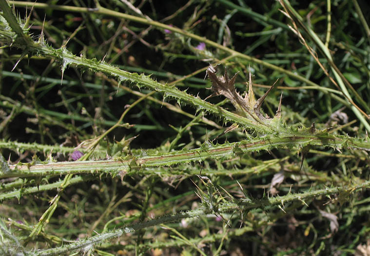 Detailed Picture 3 of Carduus pycnocephalus ssp. pycnocephalus