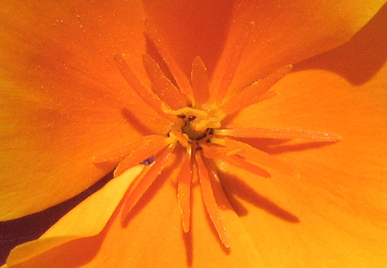 Detailed Picture 2 of Eschscholzia californica