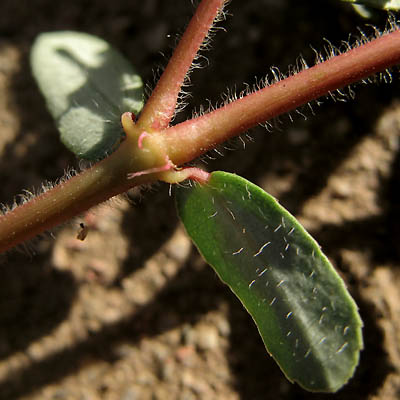 Detailed Picture 4 of Euphorbia maculata