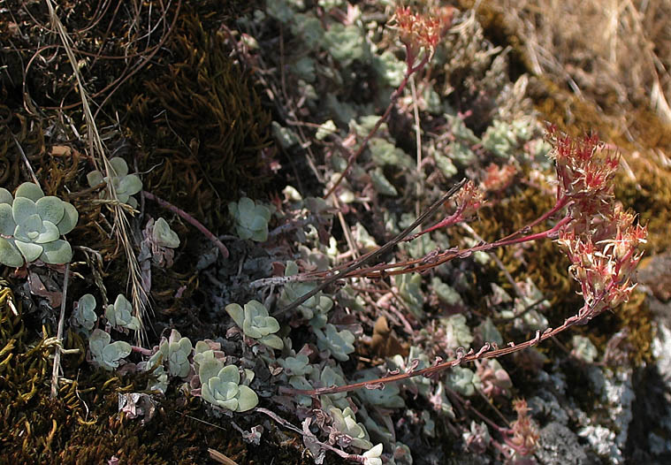 Detailed Picture 5 of Sedum spathulifolium