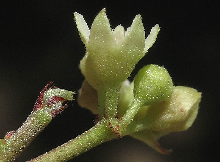Detailed Picture 2 of Frangula californica ssp. californica
