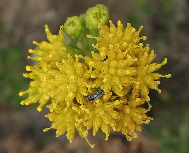 Detailed Picture 1 of Isocoma menziesii var. sedoides