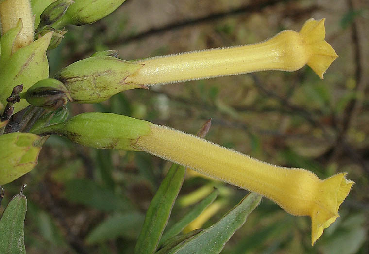 Detailed Picture 2 of Nicotiana glauca