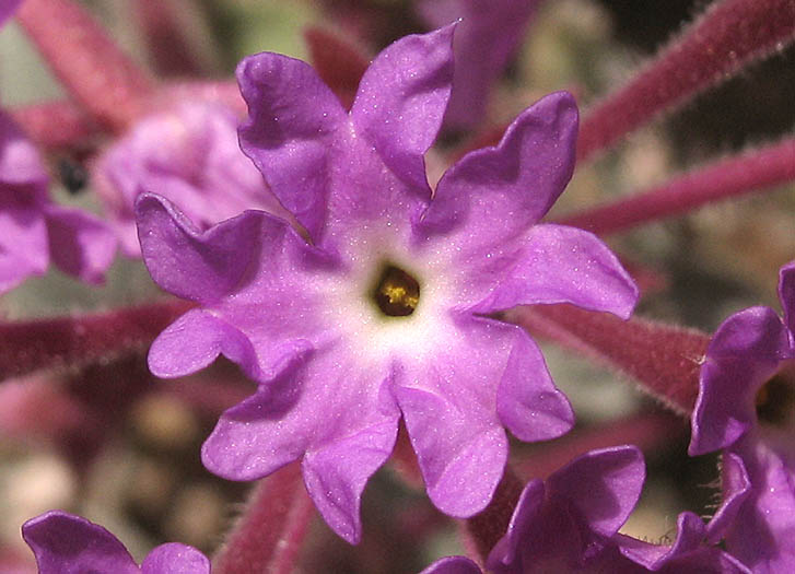 Detailed Picture 1 of Abronia umbellata ssp. umbellata