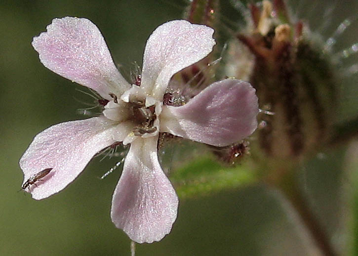 Detailed Picture 1 of Silene gallica