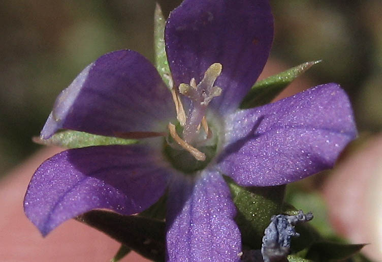 Detailed Picture 2 of Triodanis biflora
