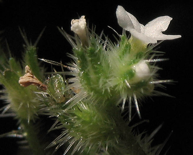 Detailed Picture 2 of Cryptantha micromeres