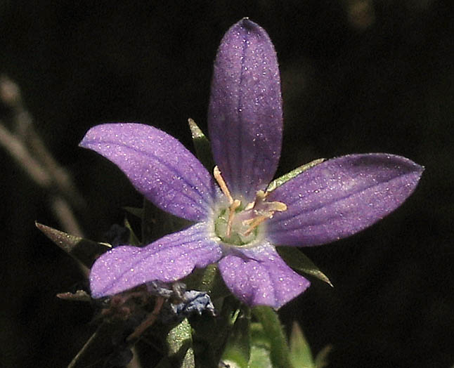 Detailed Picture 1 of Triodanis biflora