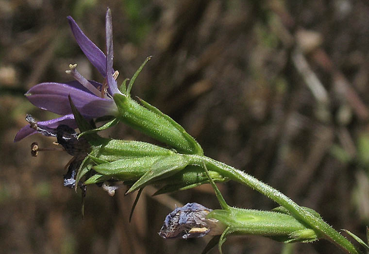 Detailed Picture 3 of Triodanis biflora