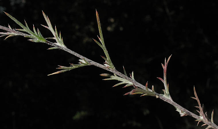 Detailed Picture 5 of Eriastrum densifolium ssp. elongatum