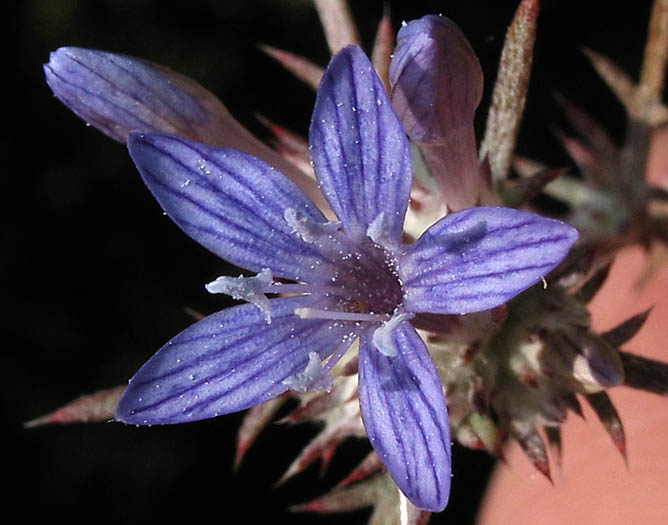 Detailed Picture 1 of Eriastrum densifolium ssp. elongatum