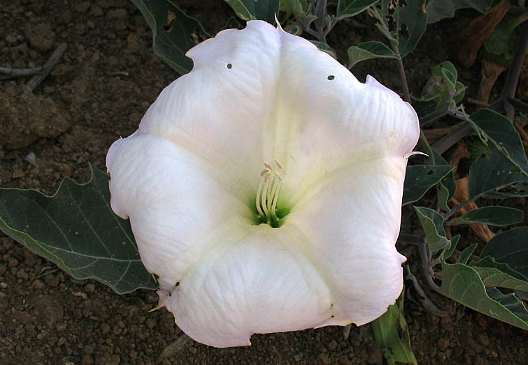 Detailed Picture 1 of Datura wrightii