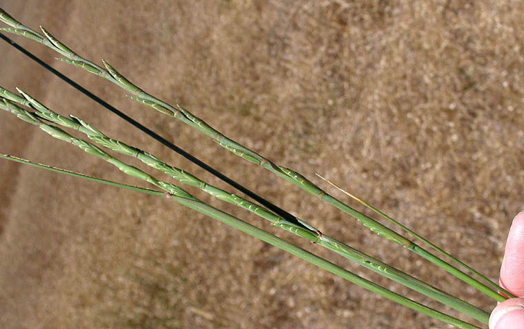 Detailed Picture 2 of Elymus ponticus