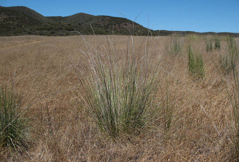 Detailed Picture 5 of Elymus ponticus