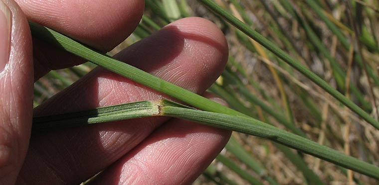 Detailed Picture 7 of Elymus ponticus