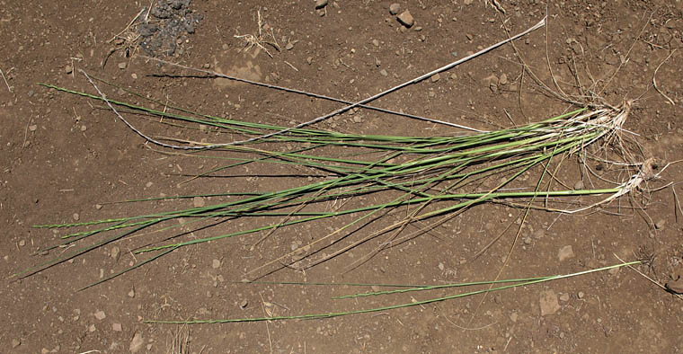 Detailed Picture 6 of Elymus ponticus