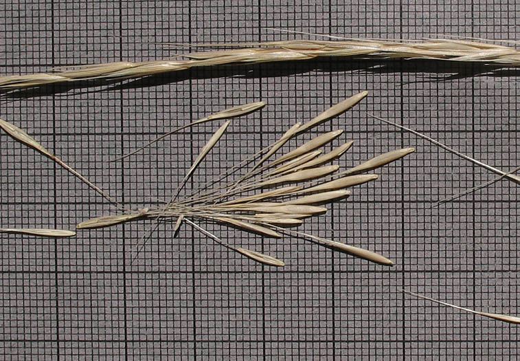 Detailed Picture 7 of Elymus glaucus ssp. glaucus