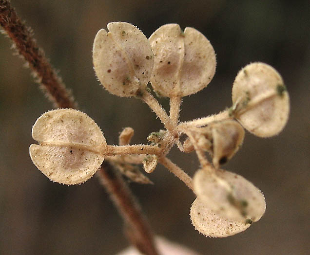 Detailed Picture 7 of Lepidium lasiocarpum ssp. lasiocarpum