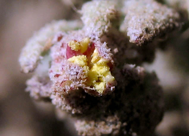 Detailed Picture 1 of Extriplex californica
