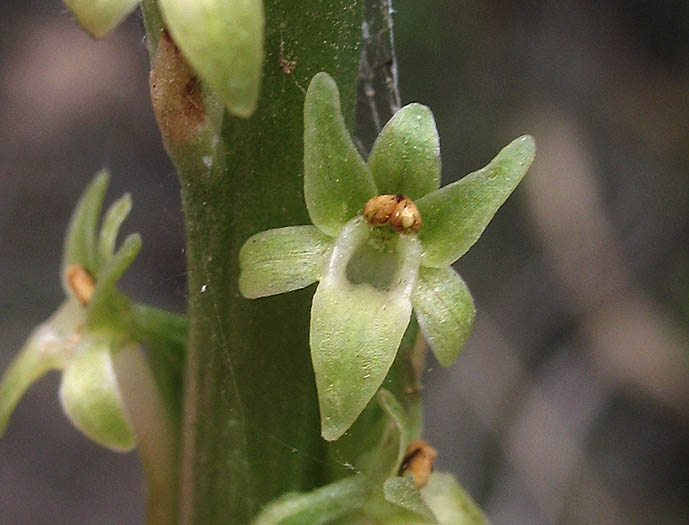 Detailed Picture 2 of Piperia elongata