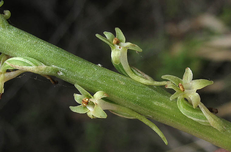 Detailed Picture 4 of Piperia elongata