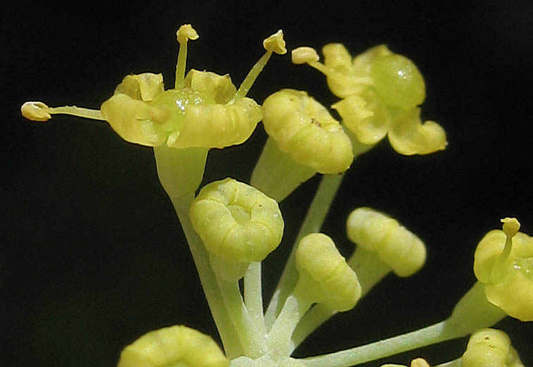 Detailed Picture 2 of Foeniculum vulgare
