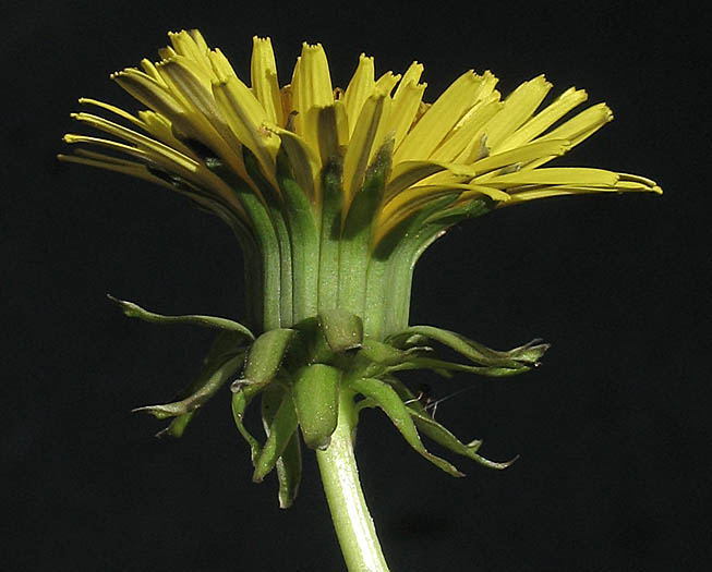 Detailed Picture 2 of Taraxacum officinale