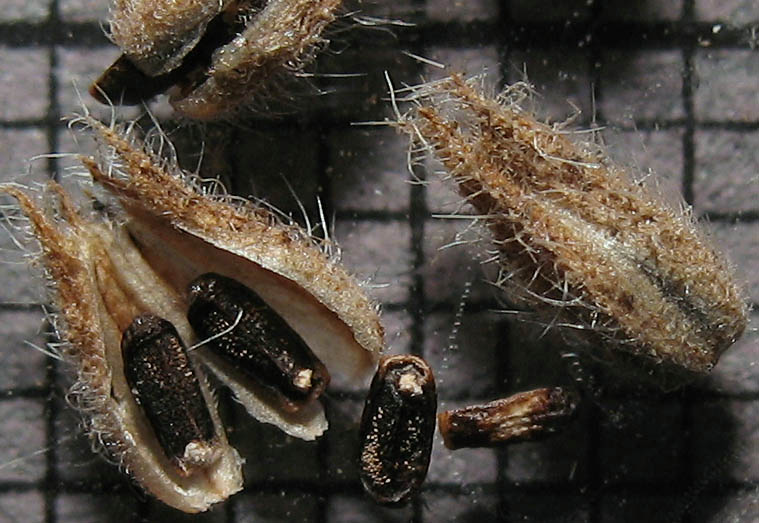 Detailed Picture 6 of Verbena lasiostachys var. scabrida