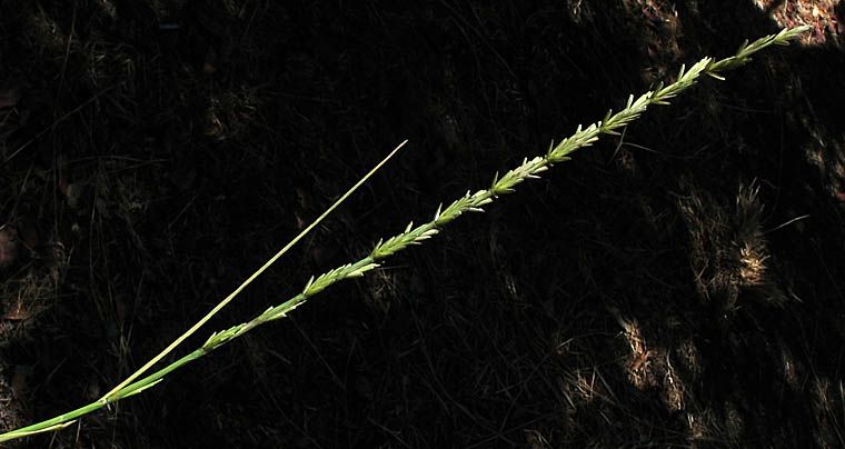 Detailed Picture 1 of Elymus ponticus