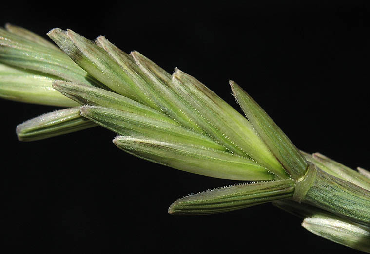 Detailed Picture 4 of Elymus ponticus