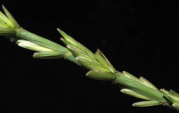 Detailed Picture 3 of Elymus ponticus