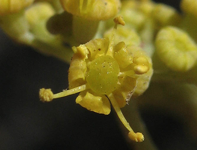 Detailed Picture 1 of Foeniculum vulgare