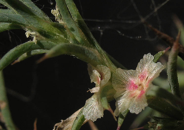 Detailed Picture 3 of Salsola australis