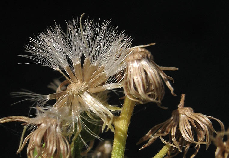 Detailed Picture 7 of Erigeron canadensis