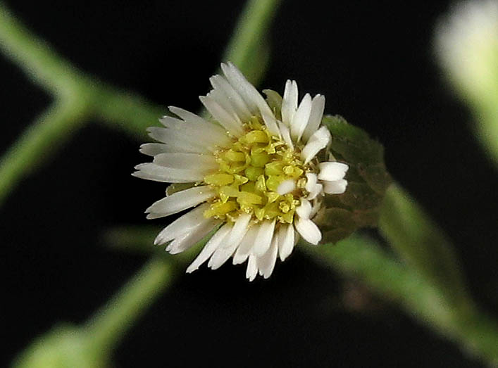 Detailed Picture 1 of Erigeron canadensis