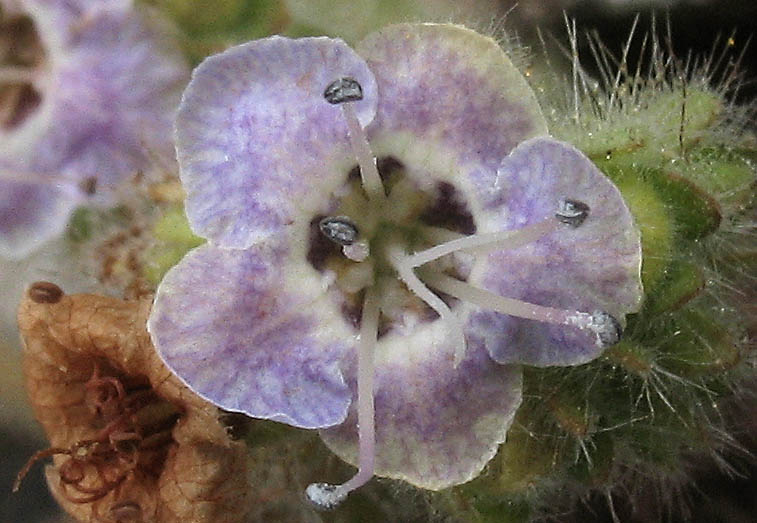 Detailed Picture 1 of Phacelia ramosissima