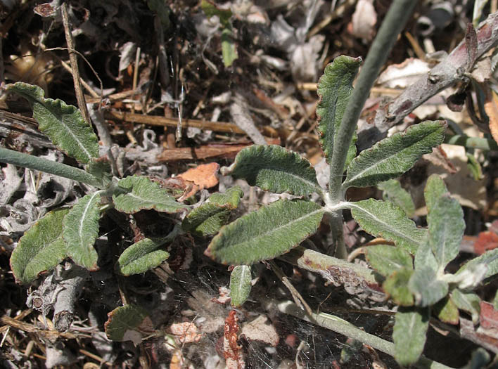 Detailed Picture 5 of Eriogonum elongatum var. elongatum