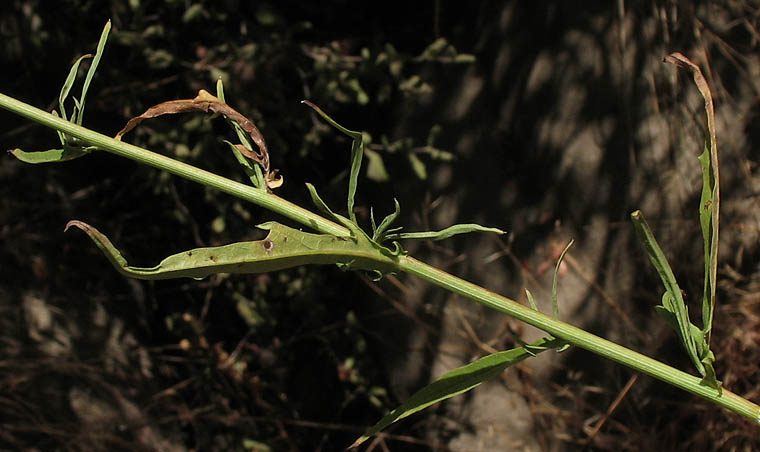 Detailed Picture 5 of Malacothrix saxatilis var. tenuifolia