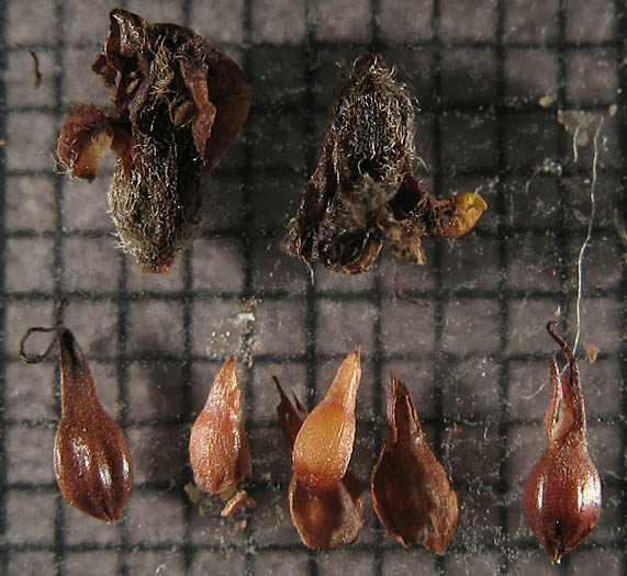 Detailed Picture 11 of Eriogonum fasciculatum var. foliolosum