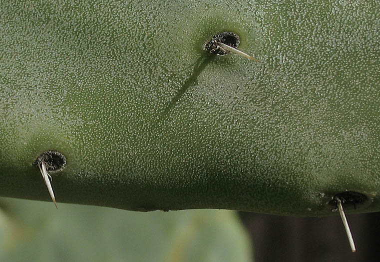 Detailed Picture 8 of Opuntia ficus-indica