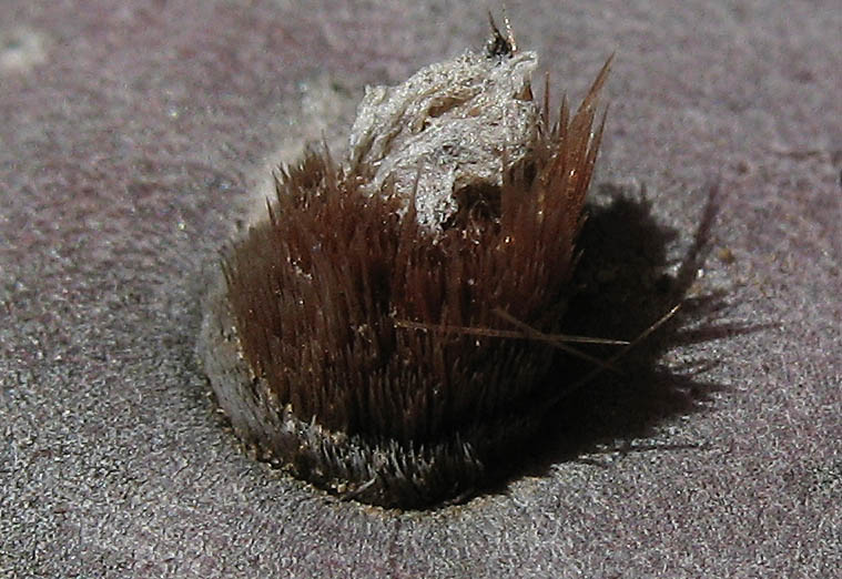 Detailed Picture 7 of Opuntia basilaris var. basilaris