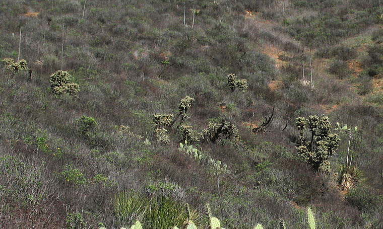 Detailed Picture 6 of Cylindropuntia prolifera