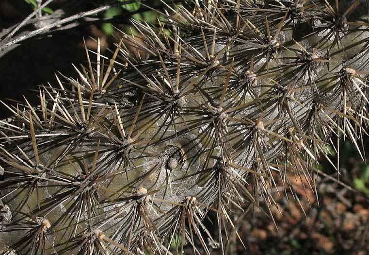 Detailed Picture 8 of Cylindropuntia prolifera