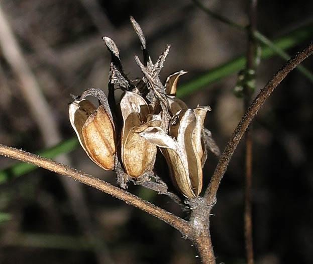 Detailed Picture 5 of Cordylanthus rigidus ssp. setiger